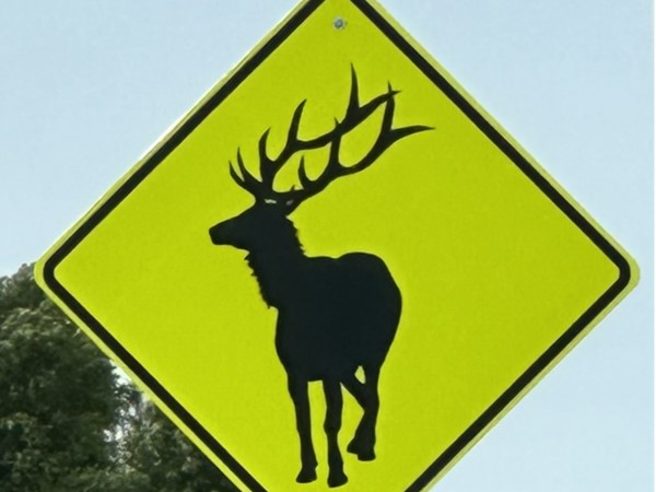 Big Elks at the Elks crossing