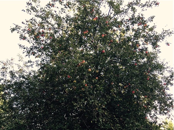 It's apple season in Kingsley