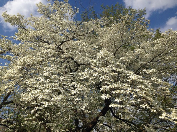 A dogwood tree in spring bloom!