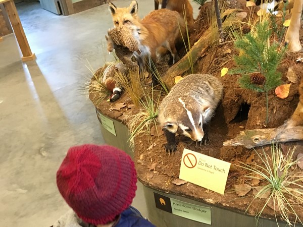 How big is a badger?  Kids explore this Discovery Center and see animals from their storybooks