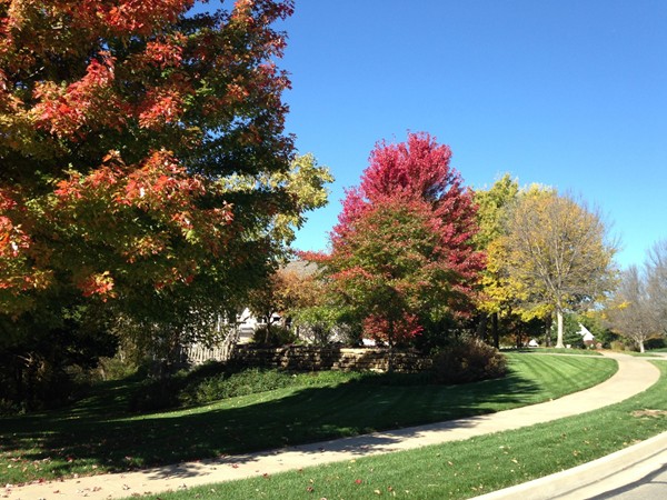 Grand trees changing to autumn colors in Foxfire neighborhood