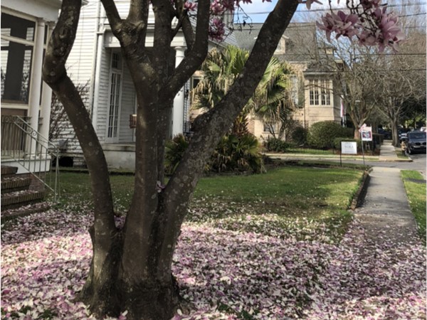 Japanese Magnolia petals cover the sidewalk