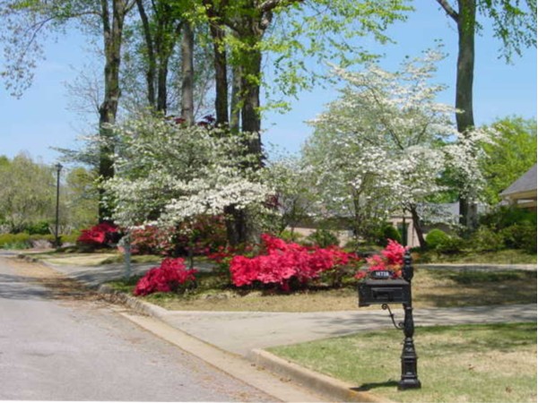 I think Dogwoods and Azaleas in full bloom are the most beauty at Indian Trace subdivision.