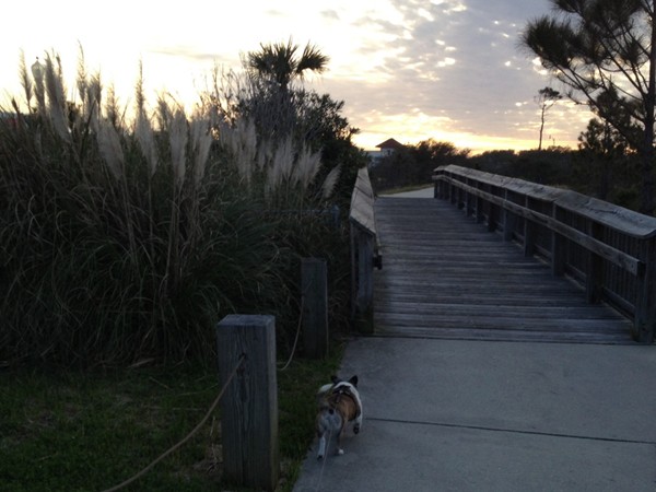 A sunset dog walk on the boardwalk at Grand Caribbean