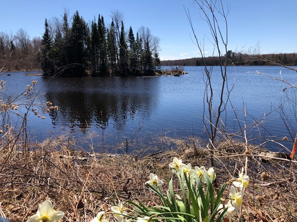 Water is flowing and the flowers are blooming at Forest Lake  