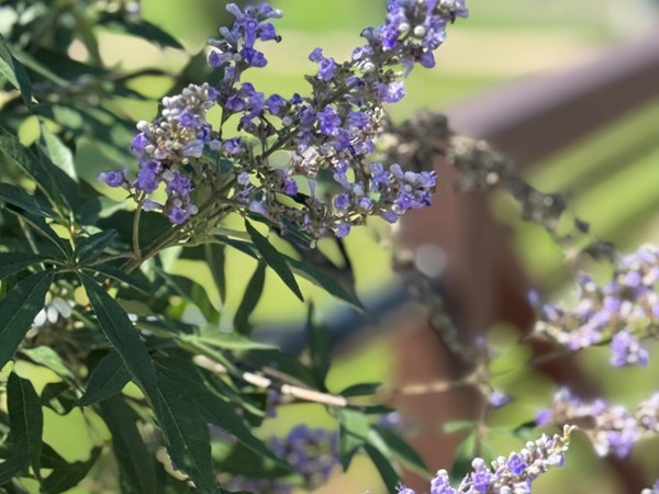 It is a great time to enjoy the beautiful flowers in Veterans Park