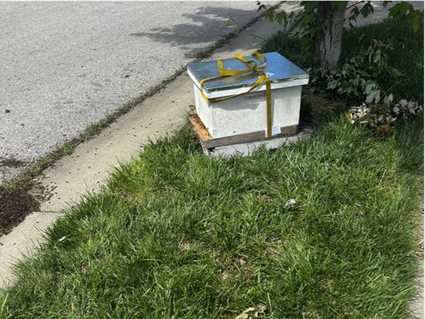 Don't be alarmed if you see one of these or a swarm on your walk. Even bees house hunt!