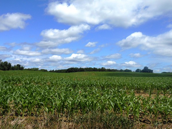 Rolling farmland typical of Hadley Township 