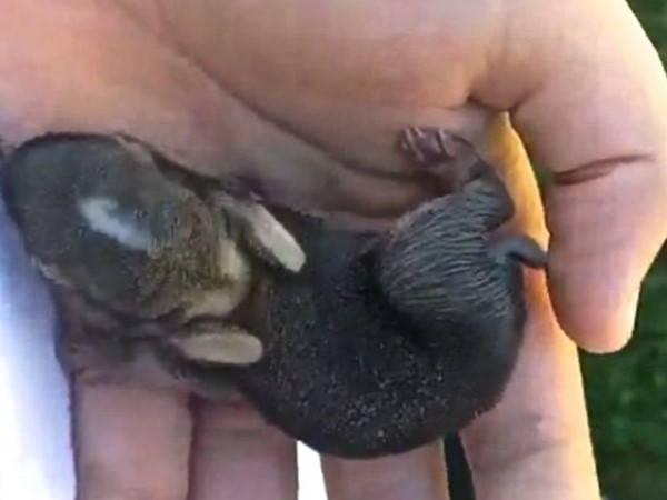 Baby bunnies are common during the spring. Be sure not to pick them up unless they are injured 