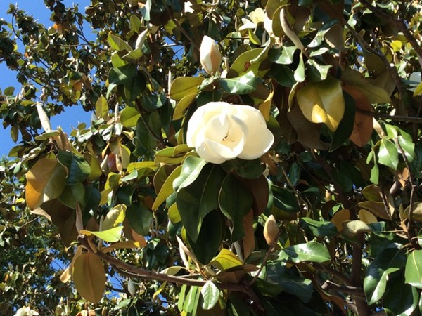 Oxford's magnificiant magnolia trees