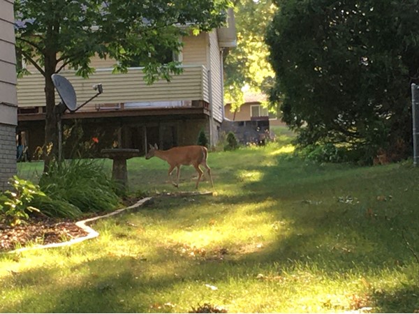 Deer love the Westbourne Terrace neighborhood