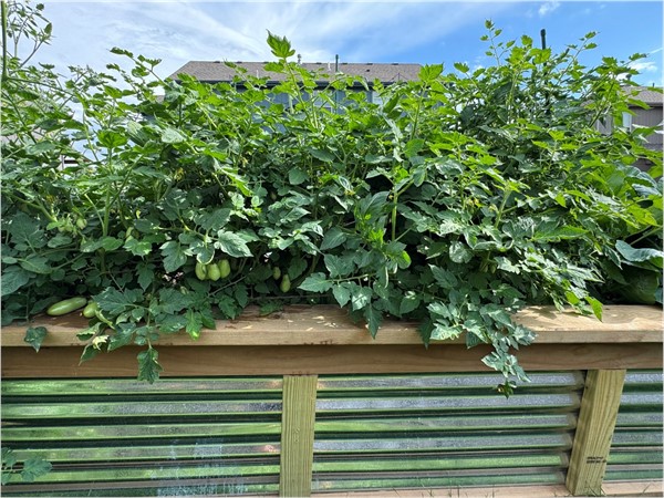 Raised garden beds work perfect to allow for space for other activities