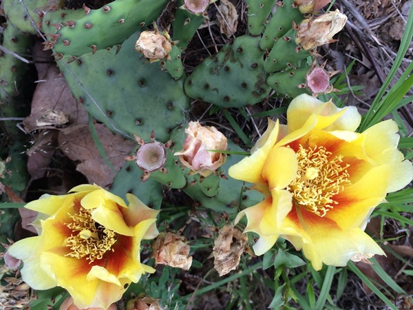 Oklahoma's Prickly Pear Cactus in bloom adding to our natural landscape beauty