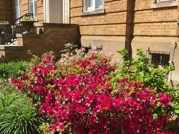 Beautiful spring flowers by the Historic Faulkner County Courthouse