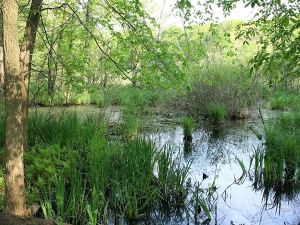 Marshy wetlands of the "Black Trail" east of Lake Lansing