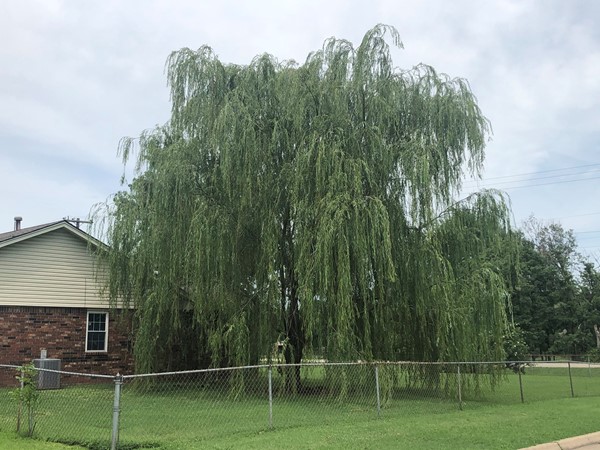Great willow tree beside a house in Oak Park 