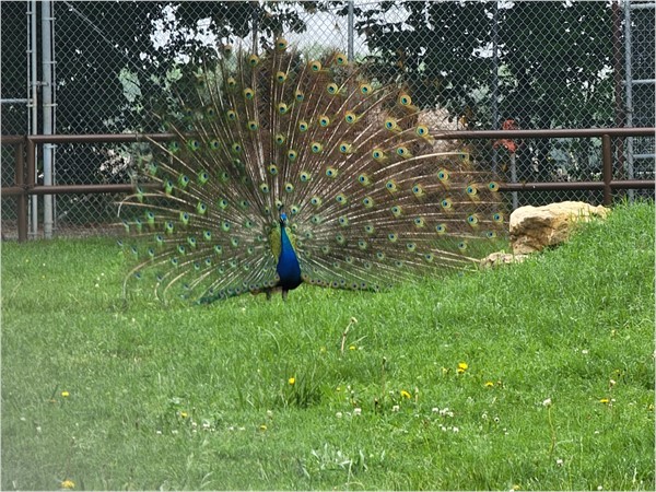 A peacock's full feather display is a breathtaking sight at David Traylor Zoo. 