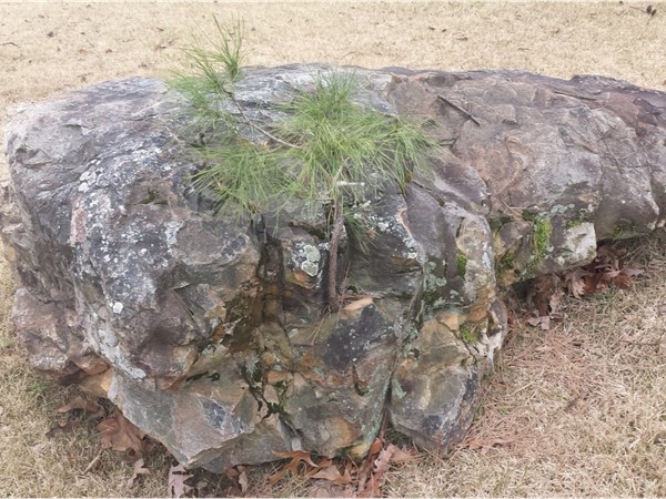 A little pine tree growing out of a terrific rock in a front yard