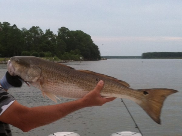 Big'Ole Red fish caught on Intercoastal waterway in Gulf Shores, AL