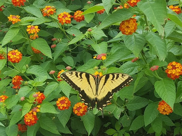 Butterfly garden in Summerfield