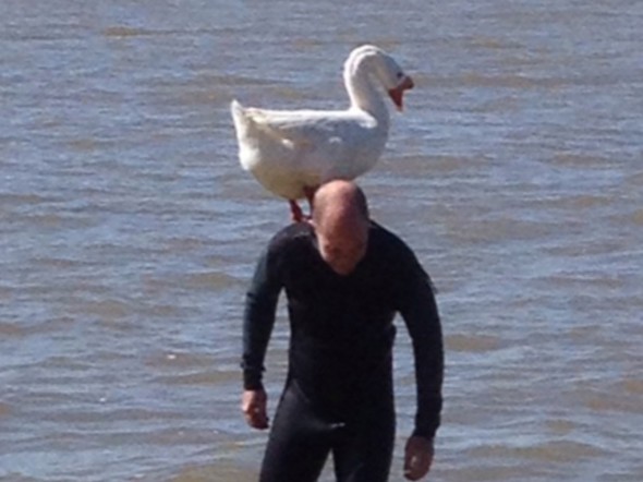 An ongoing love affair for the past five years between this swan and this man