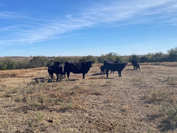 Beef is an important crop for Oklahoma