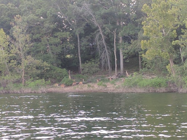 Area wildlife enjoying the shoreline. Deer love to frolic at the lake