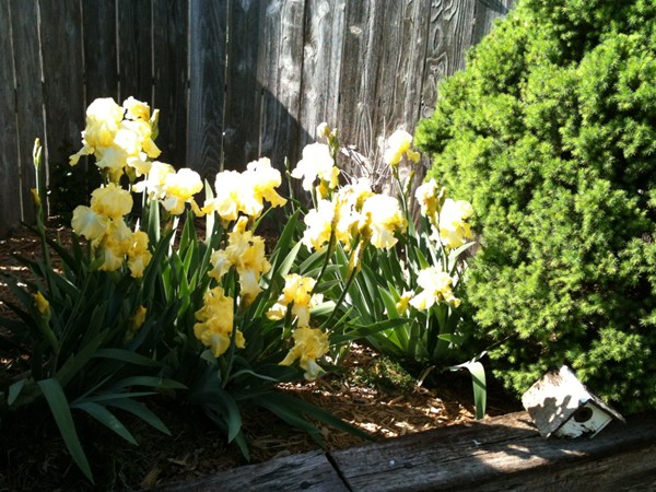 Irises are one of the many spring blooms in Andover