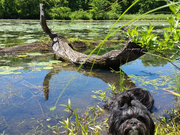 Lexi cooling off on our walk at George Wyth Park before my Sunday open houses