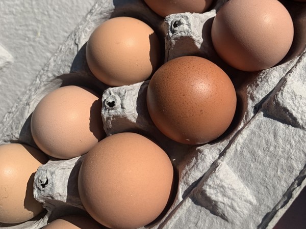 Fresh farm eggs every Saturday at Slidell's Farmers Market at Griffith Park
