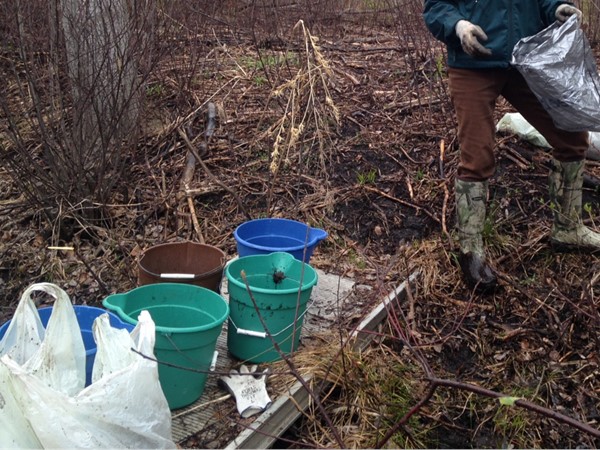 Developers hired "SEEDS" to clear invasive species, rescue wildflowers and plant native seedlings 
