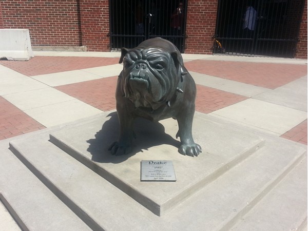 Spike the bulldog, Drake University's mascot since 1936