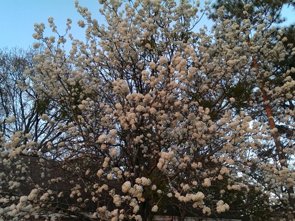 Spring bloom