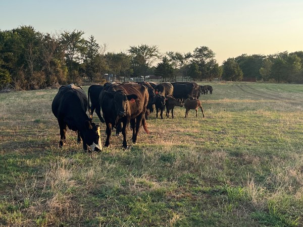 Southeastern OK cattle on the BG Ranch in Haskell County