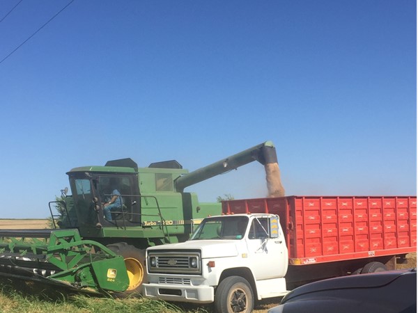 Wheat harvest in Western Oklahoma