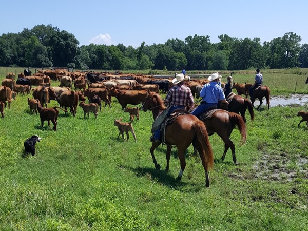 Gathering cattle on a beautiful June day