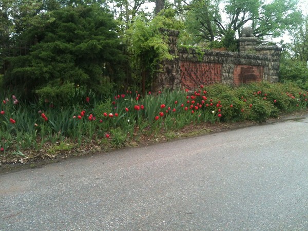 Tulips look great this year at Bartlett Arboretum
