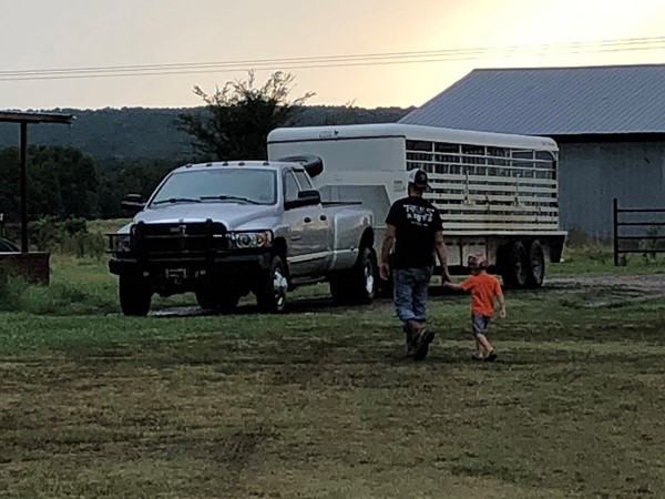 Cattle hauling in the South. Teaching them young. Weaning and selling.  Farm life
