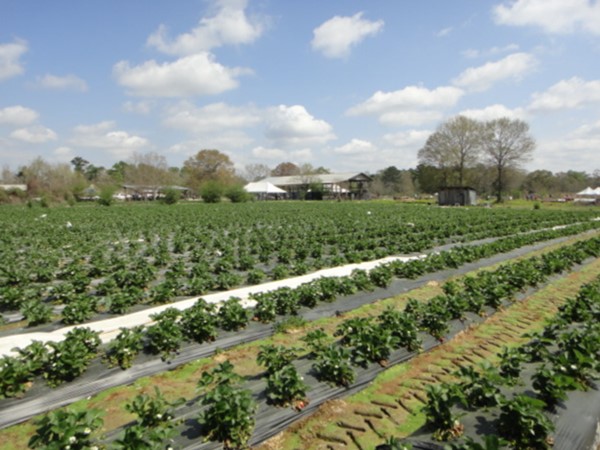 Enjoy a sunny day at Mrs. Heather's Strawberry Patch; kids will love picking their own strawberries