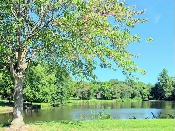 Pond view in Waterfield across from the park looking west