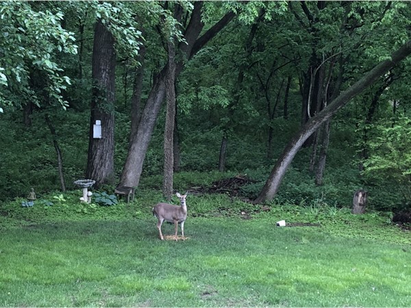 We enjoy getting to see deer in our backyard 
