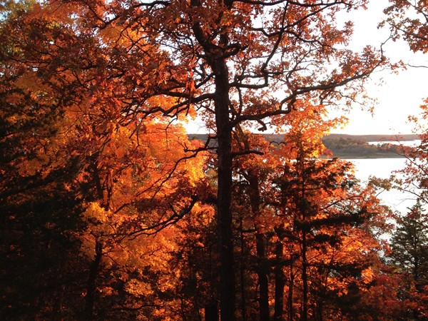 Autumn Leaves on Truman Lake