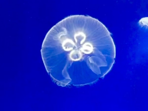Check out the jellyfish in the Penguin exhibit at the Kansas City Zoo