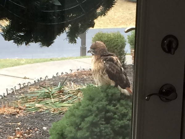 Our neighborhood resident red-tailed hawk