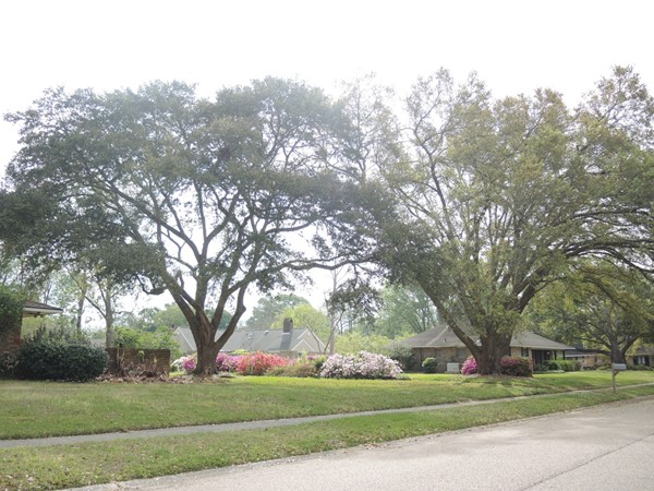Mature landscaping is one of the many features of Oak Hills Subdivision