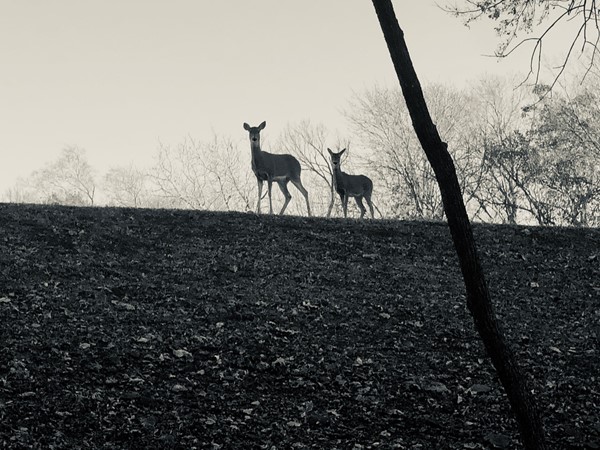 Early morning silhouette of a couple of the neighbors
