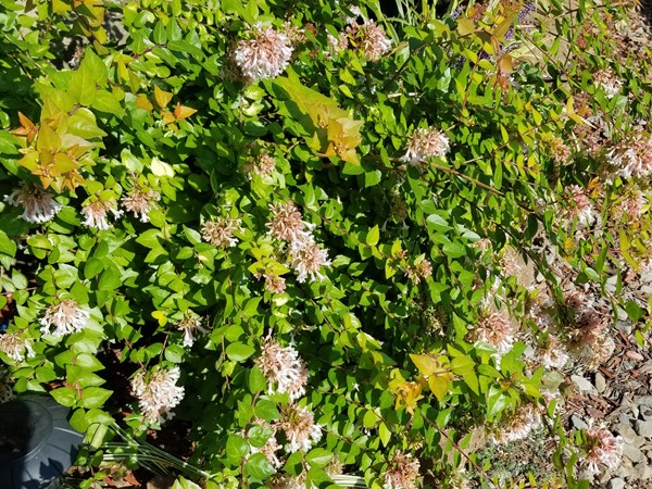 Abelia in full bloom at the Lake House in Haskell County in Southeast Oklahoma