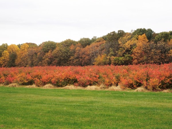 Great fall color on the blueberry bushes at DeGrandchamp Farms