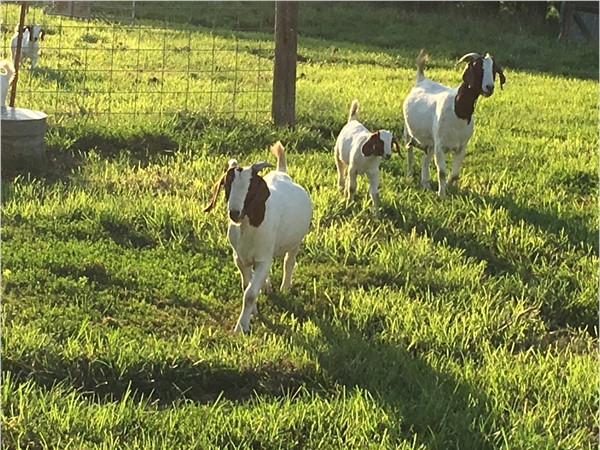 "Time for dinner, come and get it!" Adorable goats on a Camden Point farm in Platte County 