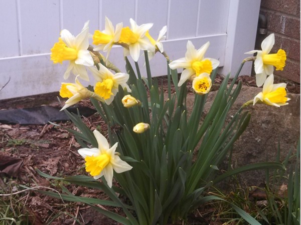 It's a sure sign of spring, when the daffodils are in full bloom!